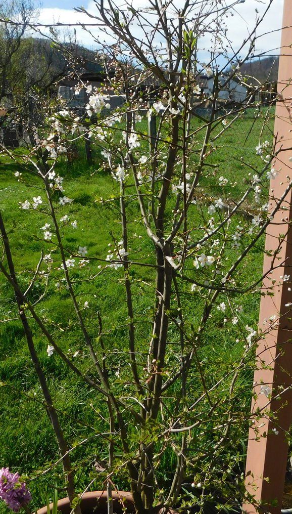 Piante & sementi: Marillenbäumchen im Topf – Usato da Villnachern venduto da Niggo0 2
