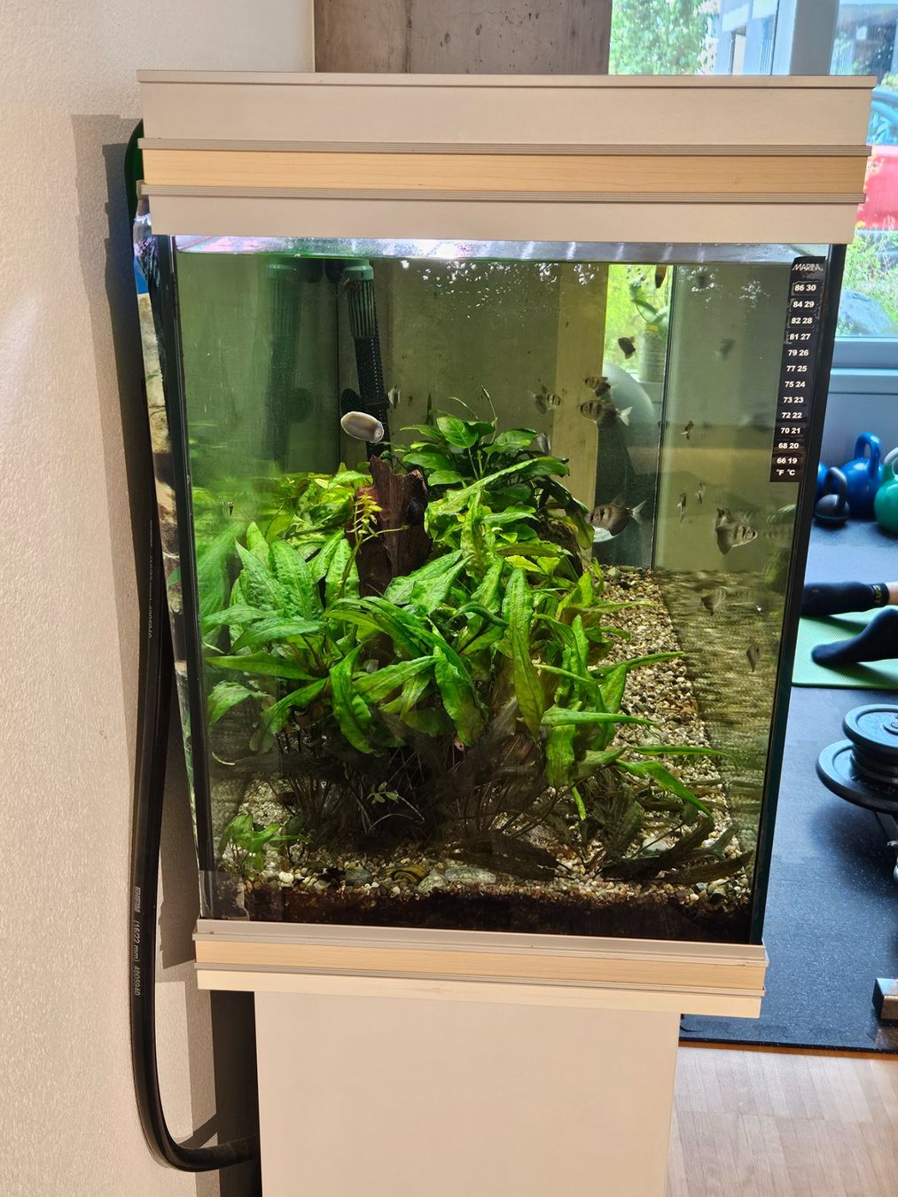 Aquarium: Aquarium mit Inhalt – Gebraucht aus Ebnat-Kappel von baefzger 1