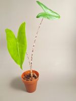 Alocasia zebrina #1
