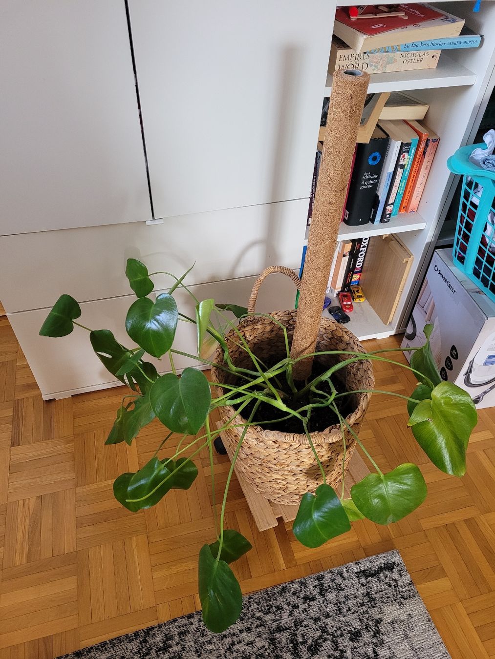 Plantes & graines: Monstera Pflanze  – D'occasion à Tuggen par Melon
