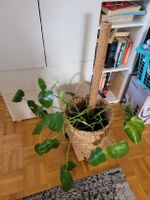 Monstera Pflanze 