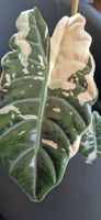 🤩Alocasia Chantrieri Pink Variegata Rhizom 
