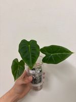 😍 Alocasia Frydek Baby (Nr. 11)