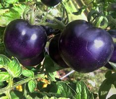 10 SAMEN Tomaten Précoce BIO BOSQUE BLUE