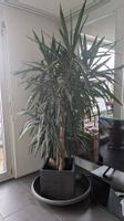 Sehr grosse mehrstämmige Yucca inklusive Pflanzkübel