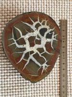 grosser Septarie