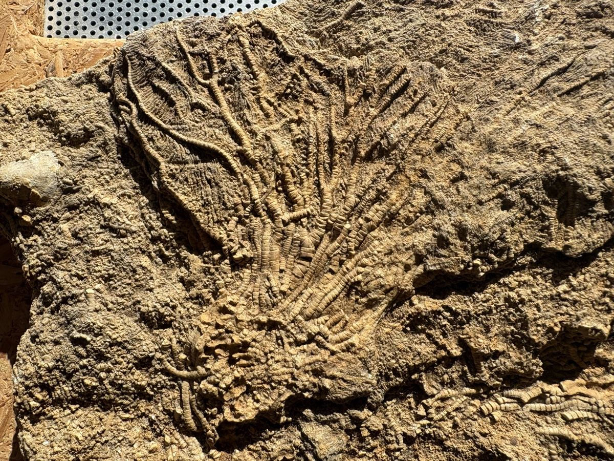 Fossili: Fossile See-Lilie – Usato da Biel/Bienne venduto da nimmes 1