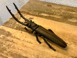 WIENERBRONZE ANTIKE FIGUR KÄFER MASSIVE BRONZE, L-13 CM