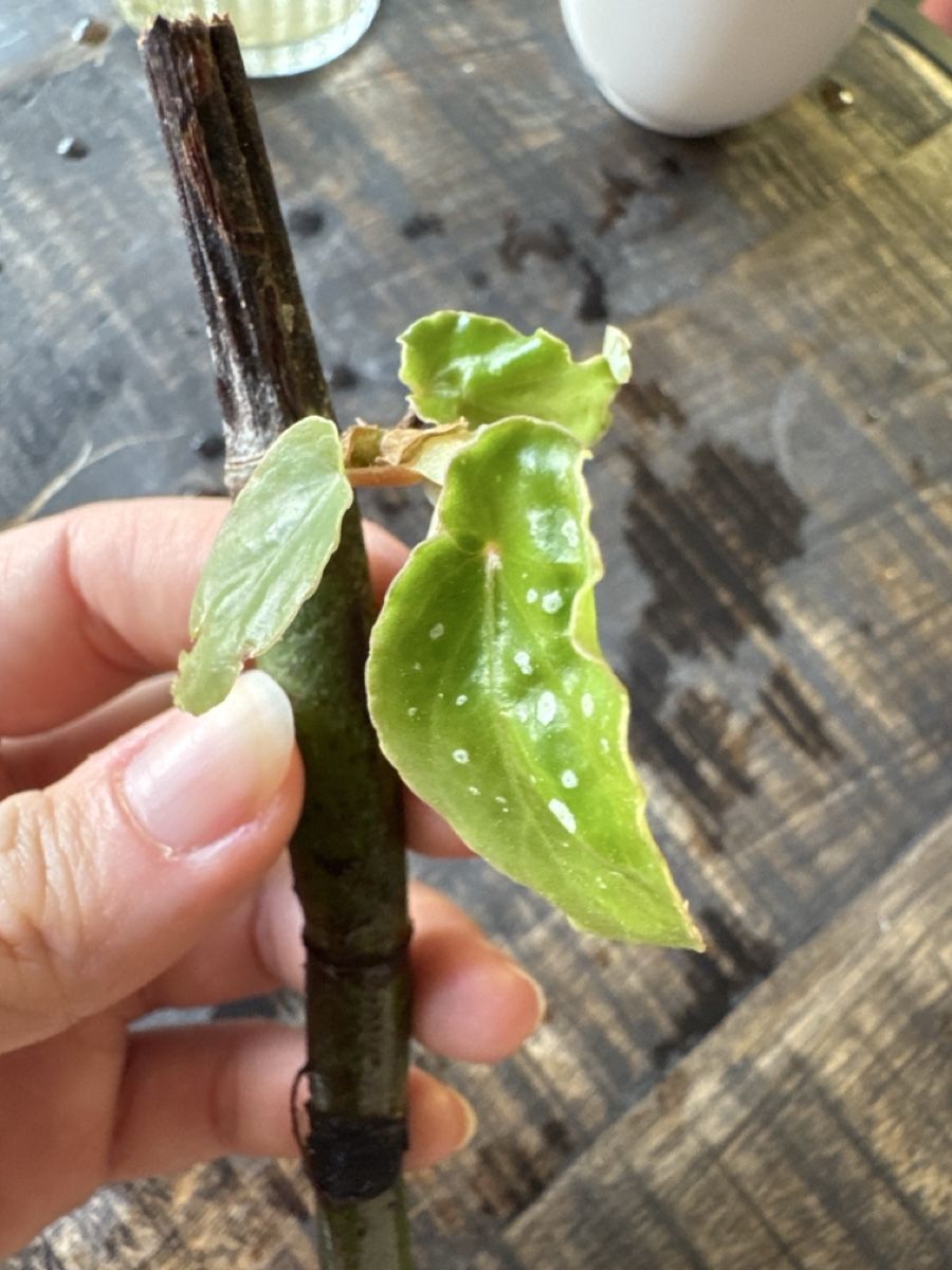 Piante & sementi: Begonia Maculata Ableger – Usato da Villnachern venduto da Lommy 1