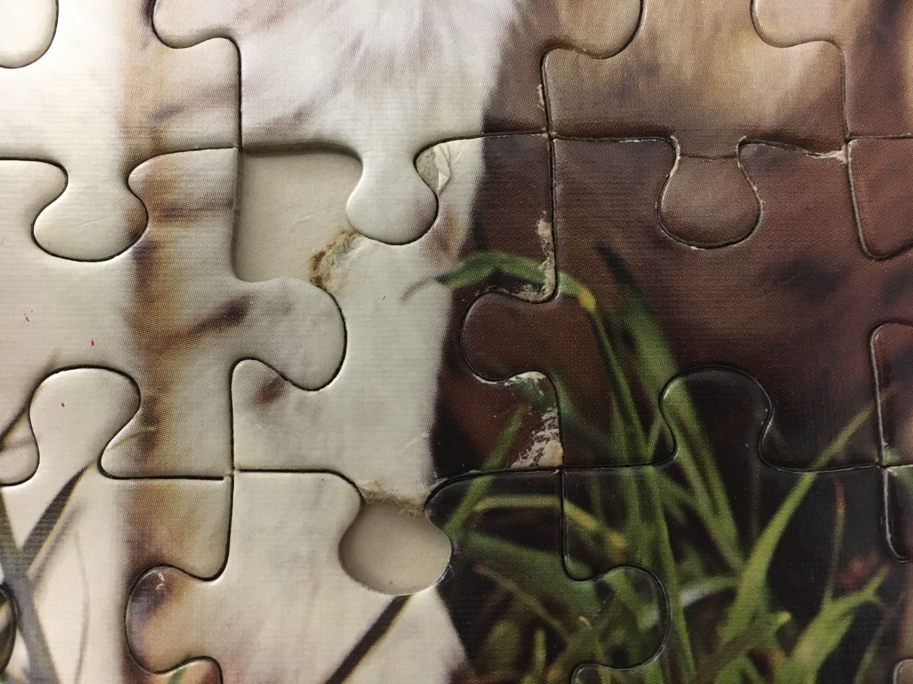 Puzzle: Ravensburger- Puzzle HUNDE 126 Teile – Usato da Siegershausen venduto da Bubsi83 1