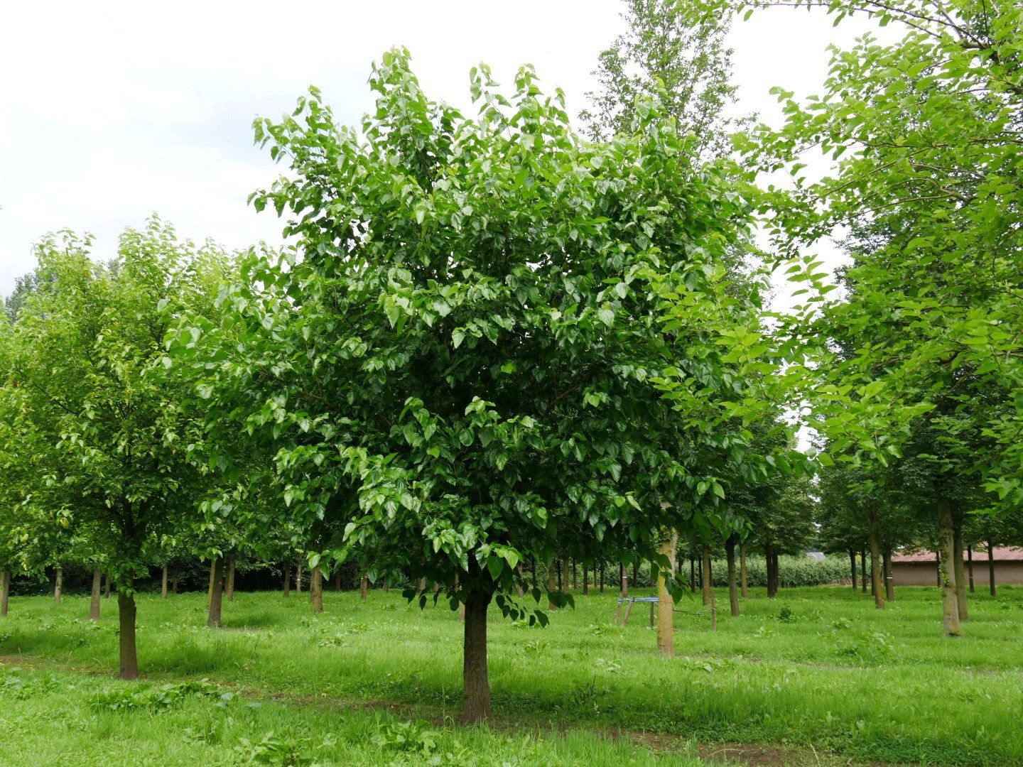Piante & sementi: MÛRIER BLANC ALBA GIANT FRUIT  30cm – Nuovo (secondo la descrizione) da Bremblens venduto da FIBONACCI369 2