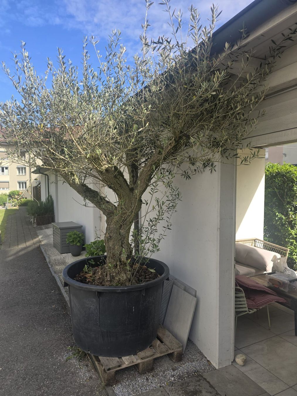 Piante & sementi: Olivenbaum – Usato da Lachen SZ venduto da rade08 1