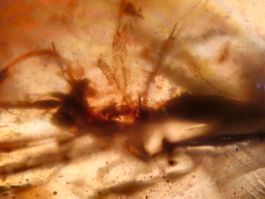 Silberfisch Insekt Bernstein selte Inklusen Burma echt Natur