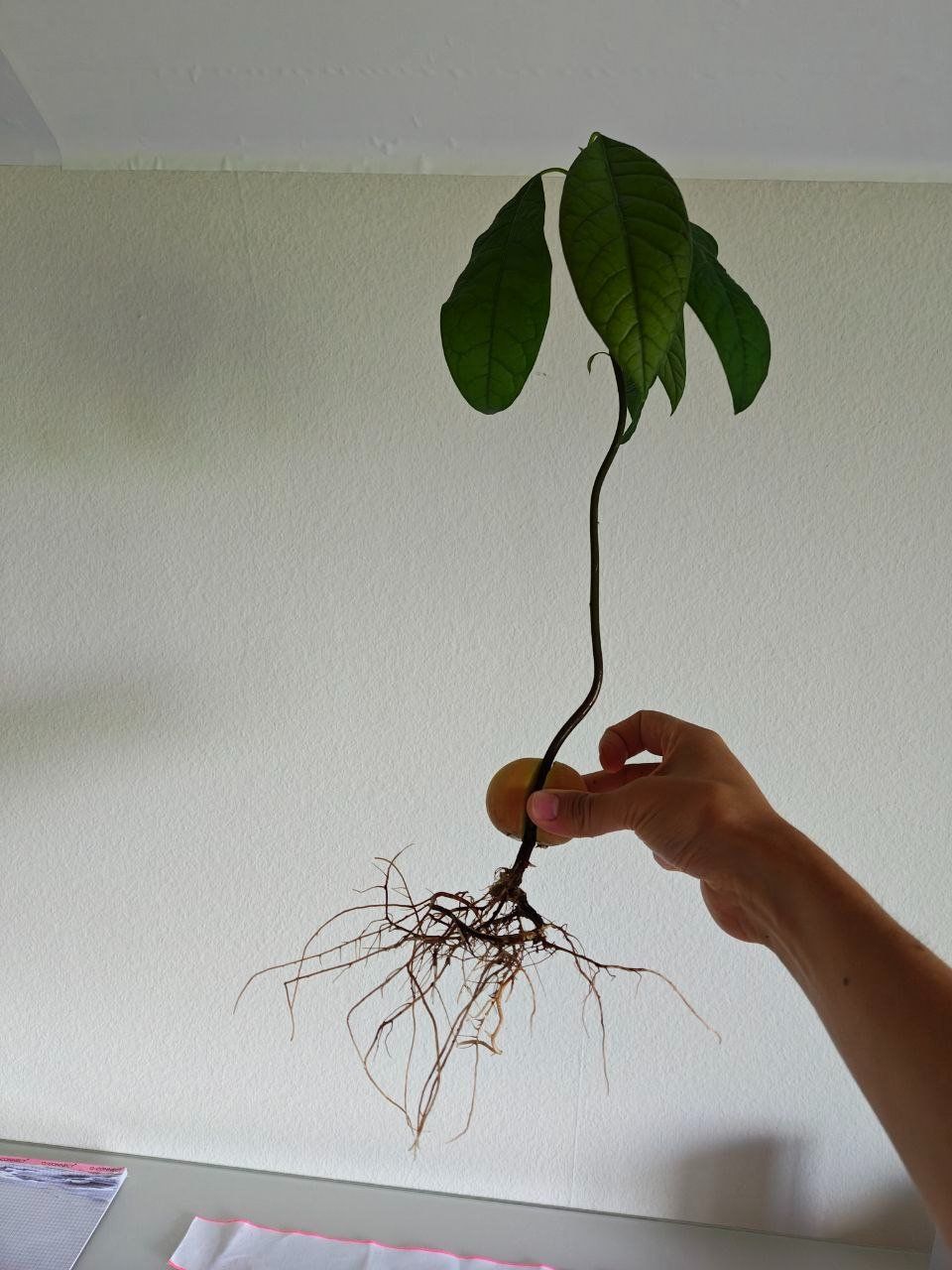 Piante & sementi: Avocado Baum – Usato da Schlieren venduto da Edgar_k
