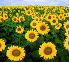 25 SAMEN Sonnenblume BIG SMILE GRAINES SEMI SEEDS‪