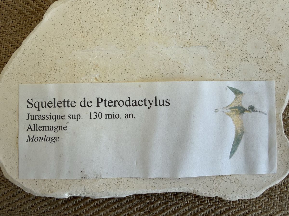 Fossili: Flugdrache Pterodactylus Fossil Replika  – Usato da Konolfingen venduto da petzipetz 3