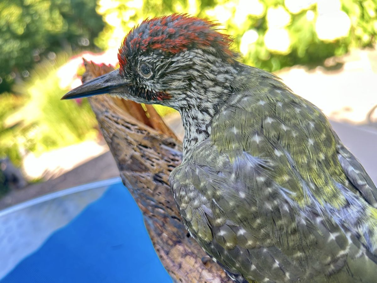 Il mondo degli animali: Grünspecht Präparat – Usato da Langnau am Albis venduto da Nechi 1
