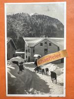 1927 In Pontresina Schafherde im Winter