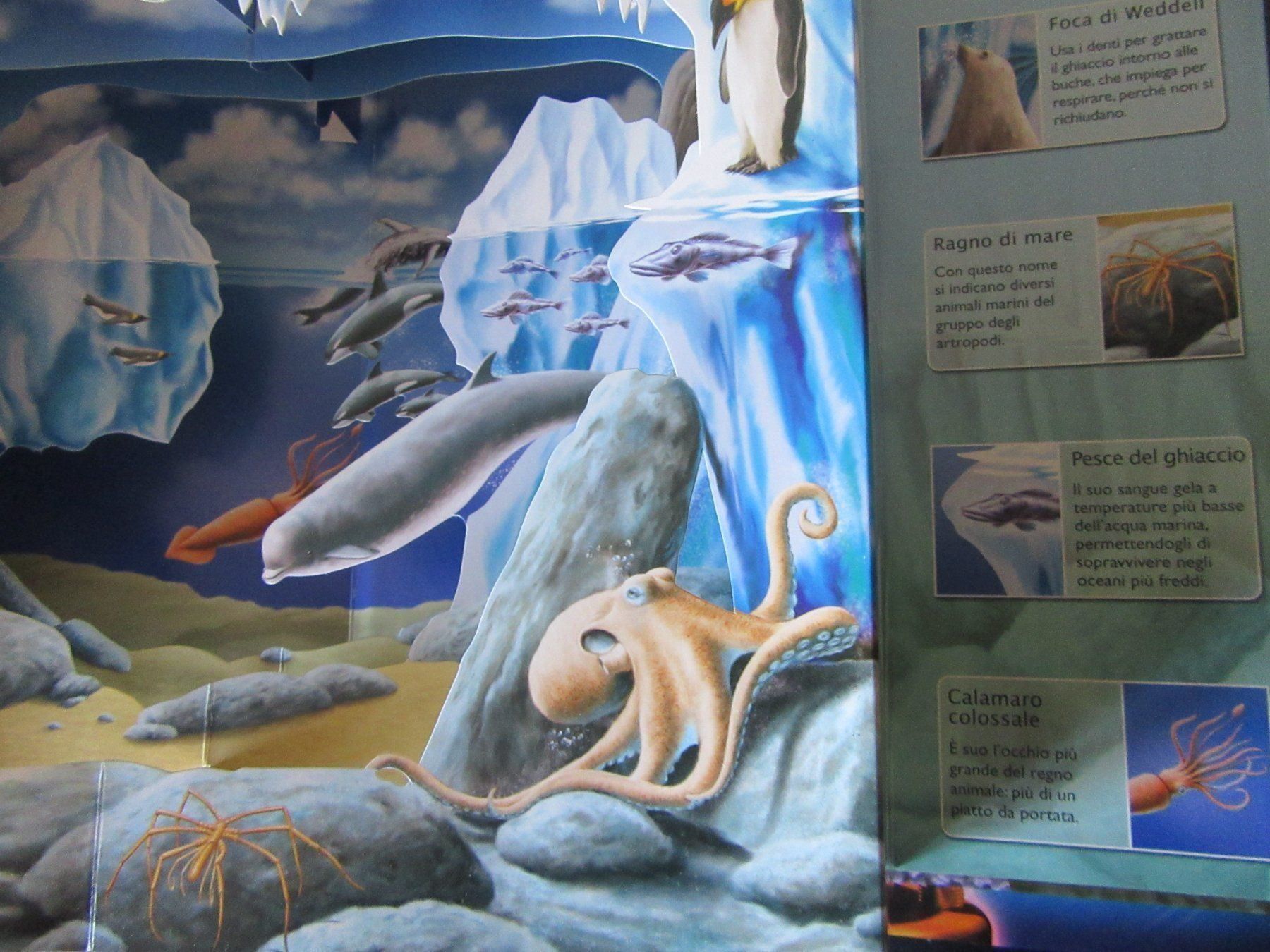 Libri: Pop - Up Buch Scenari 3D Oceani – Usato da Rüdtligen venduto da Carfield04 6