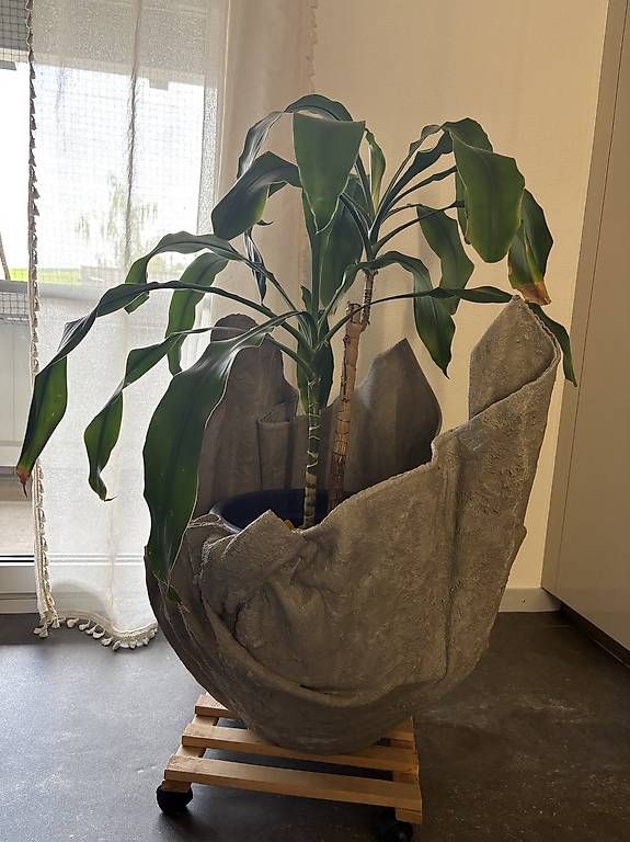 Plantes & graines: Palme inkl. Topf – D'occasion à Thürnen par Yaroc 1