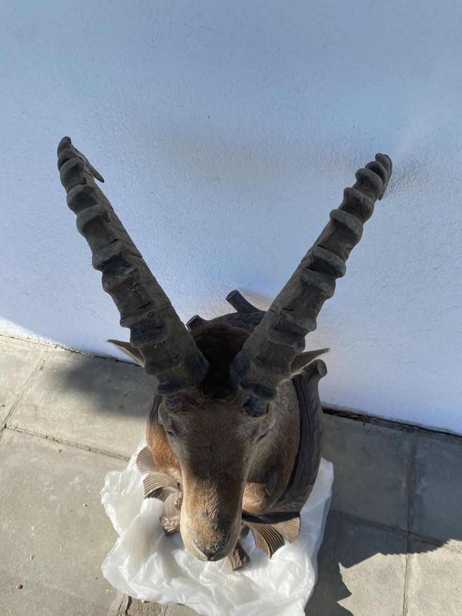 Welt der Tiere: Steinbock – Gebraucht aus Castiel von gamsli1000 1