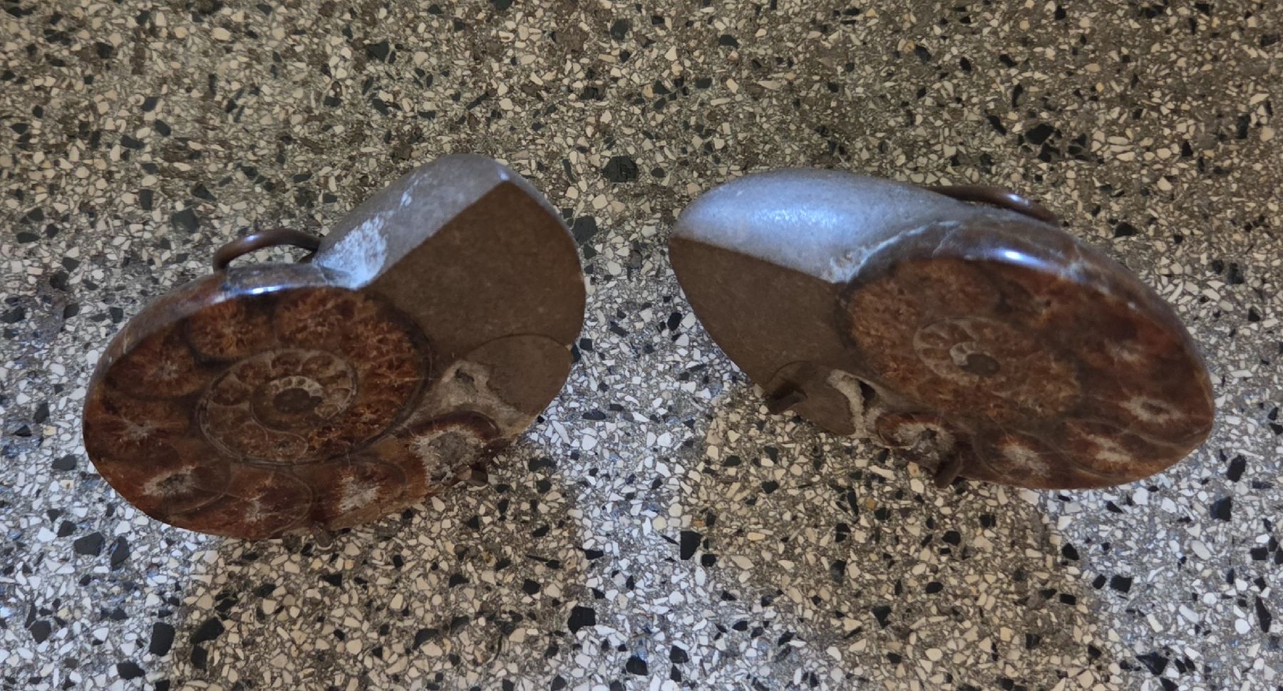 Fossili: Ammoniten-Paar – Usato da Zürich venduto da Ovina 1
