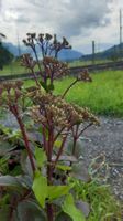 "Fetthenne, Herbstfreude," winterhart, " Veluse Wakel"