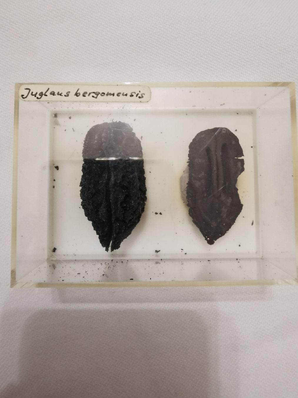 Fossiles: Juglans bergomensis – D'occasion à Basel par Treasurehunter 2