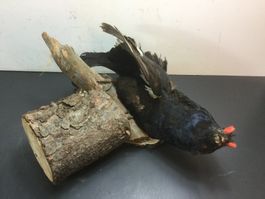 Gebrauchtes Birkhahn präpariert auf Holzsockel