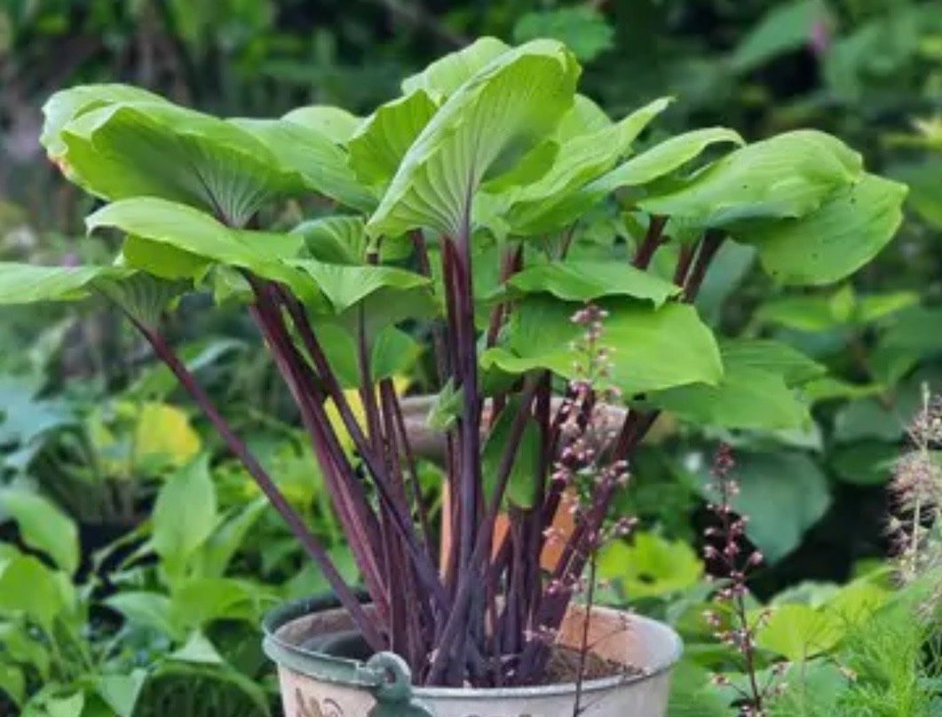 Plantes & graines: Hosta sugar plum – D'occasion à Lajoux JU par Briard0 2