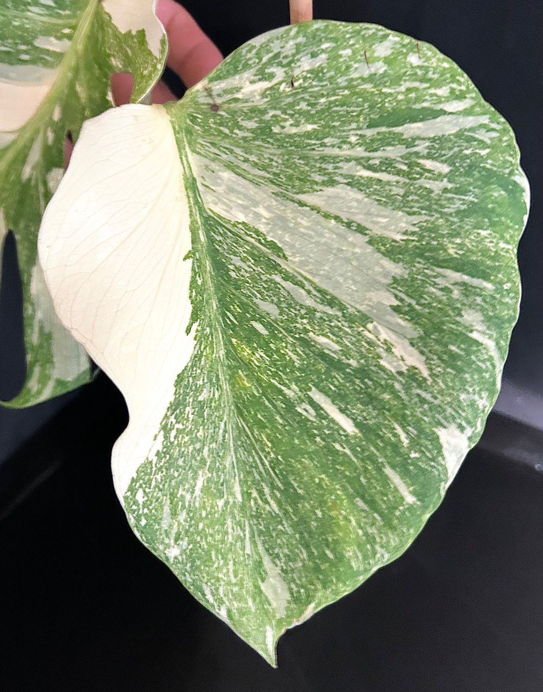 alocasia black magic plant Black Magic Elephant Ear, Taro main image 0