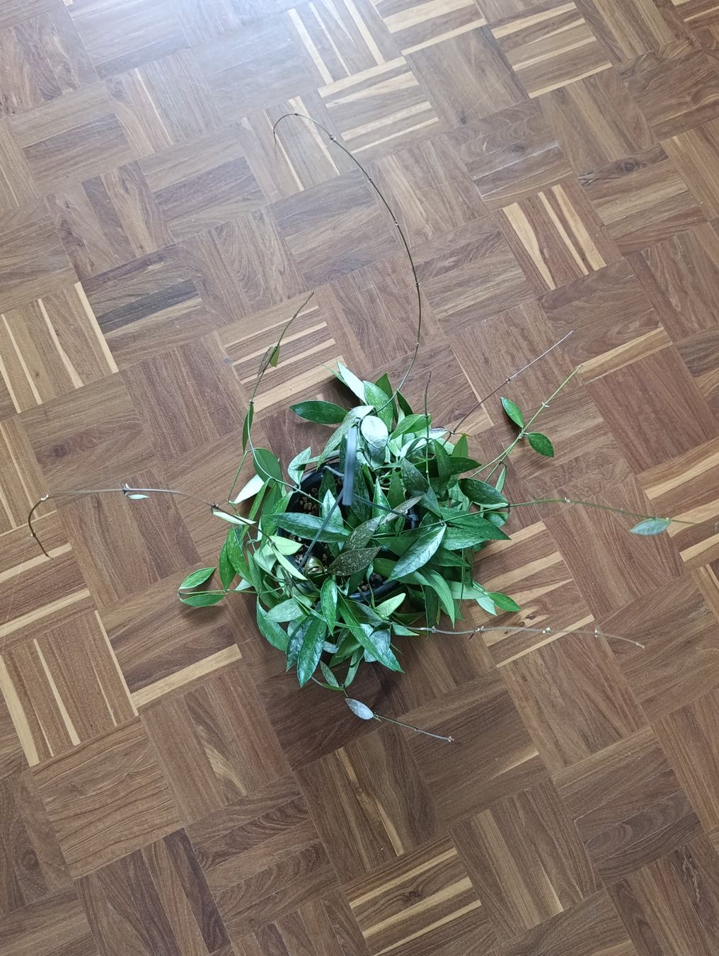 Piante & sementi: Hoya Gracilis – Usato da Baar venduto da L.isa28 5