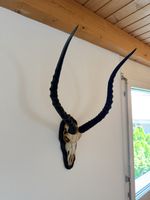 Antilopenkopf mit Geweih Wanddekoration guter Zustand