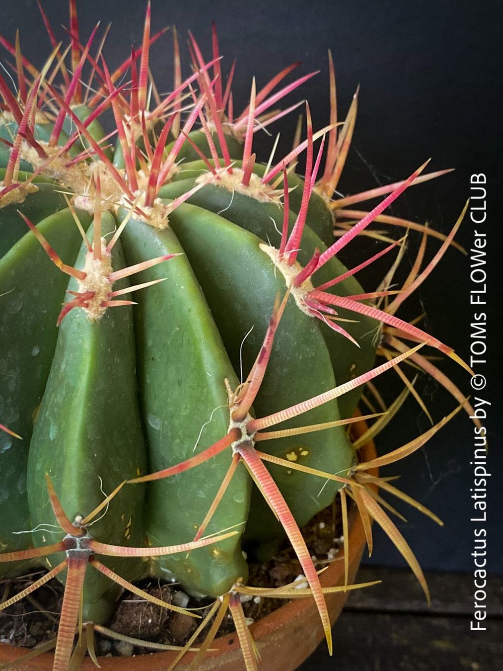 Pflanzen & Samen: Ferocactus Latispinus - Sonne liebender Kaktus – Neu und originalverpackt aus Adliswil von astom369 5