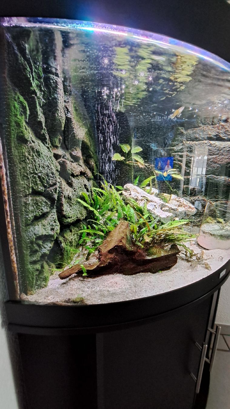 Acquari: aquarium  – Usato da Wildegg venduto da miasofanis 1