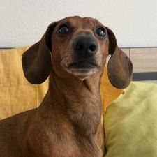 Profile image of Dackel77