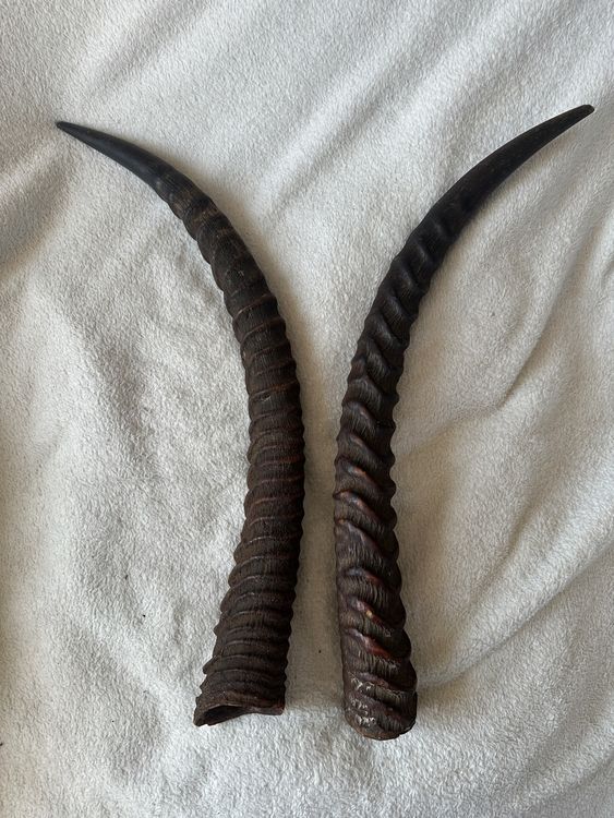 Grande cornes d'antilope (D'occasion) à Ste-Croix pour CHF 36 – avec ...
