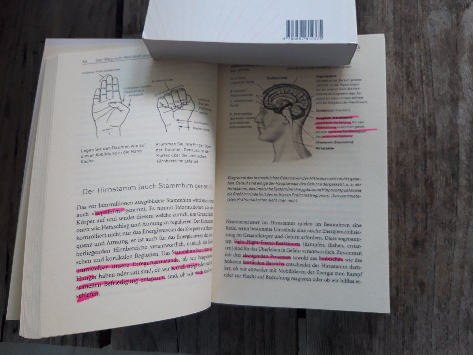Libri: Gewahrsein und Mindsight von Daniel Siegel – Usato da Wolfhalden venduto da Honda2025 2