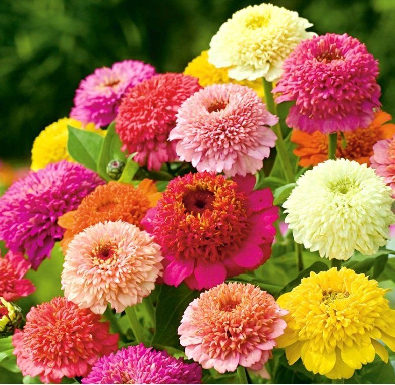 Piante & sementi: Zinnie Scabiosa Mischung / 10 Samen – Nuovo (secondo la descrizione) da Hinteregg venduto da ERFOLG78