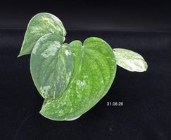 Scindapsus mangurai - Semihydro