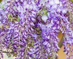 Piante & sementi: Wysteria Setzling ca. 20-30cm DÜFTEND! – Nuovo (secondo la descrizione) da Subingen venduto da DENDLE20