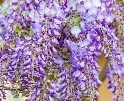 Wysteria Blauregen ca. 40-50 cm DÜFTEND!