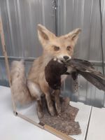 Top Präparat: Fuchs mit Vogel – Jagdtrophäe, Herbstdeko