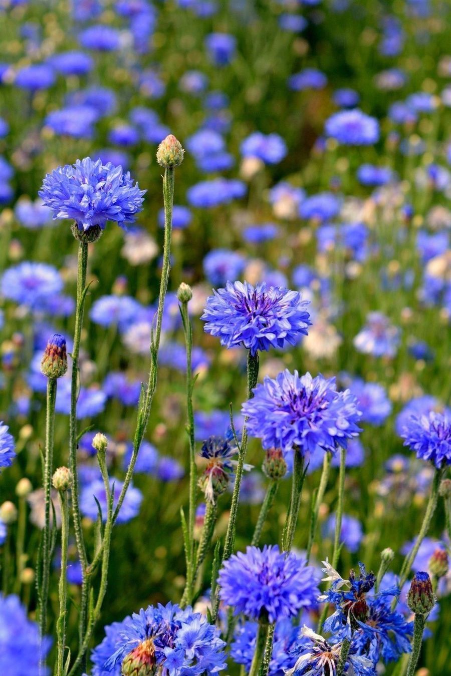 Pflanzen & Samen: 200 Samen Kornblume BLUE BOY – Neu (gemäss Beschreibung) aus Ehrendingen von VerveinaSamen 5
