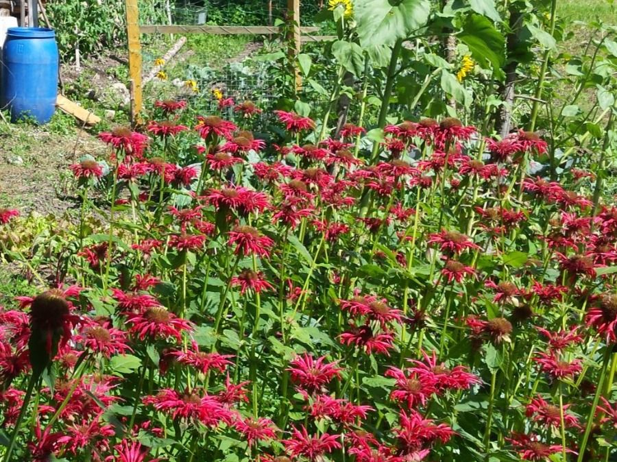 Cibi & Specialità: Goldmelissenblüten, Beutel mit 20 g – Nuovo (secondo la descrizione) da Wiggen venduto da lilitim 1