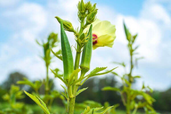 Piante & sementi: OKRA grün / 10 Samen – Nuovo (secondo la descrizione) da Hinteregg venduto da ERFOLG78 4