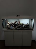 Juwel Rio 240 Komplett-Aquarium weiß | Oase BioMaster Thermo