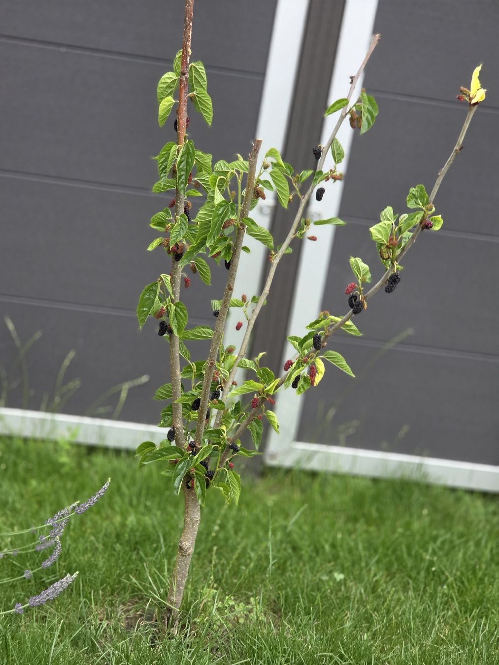 Plantes & graines: Junger Maulbeerbaum – D'occasion à Amriswil par gu80kaya