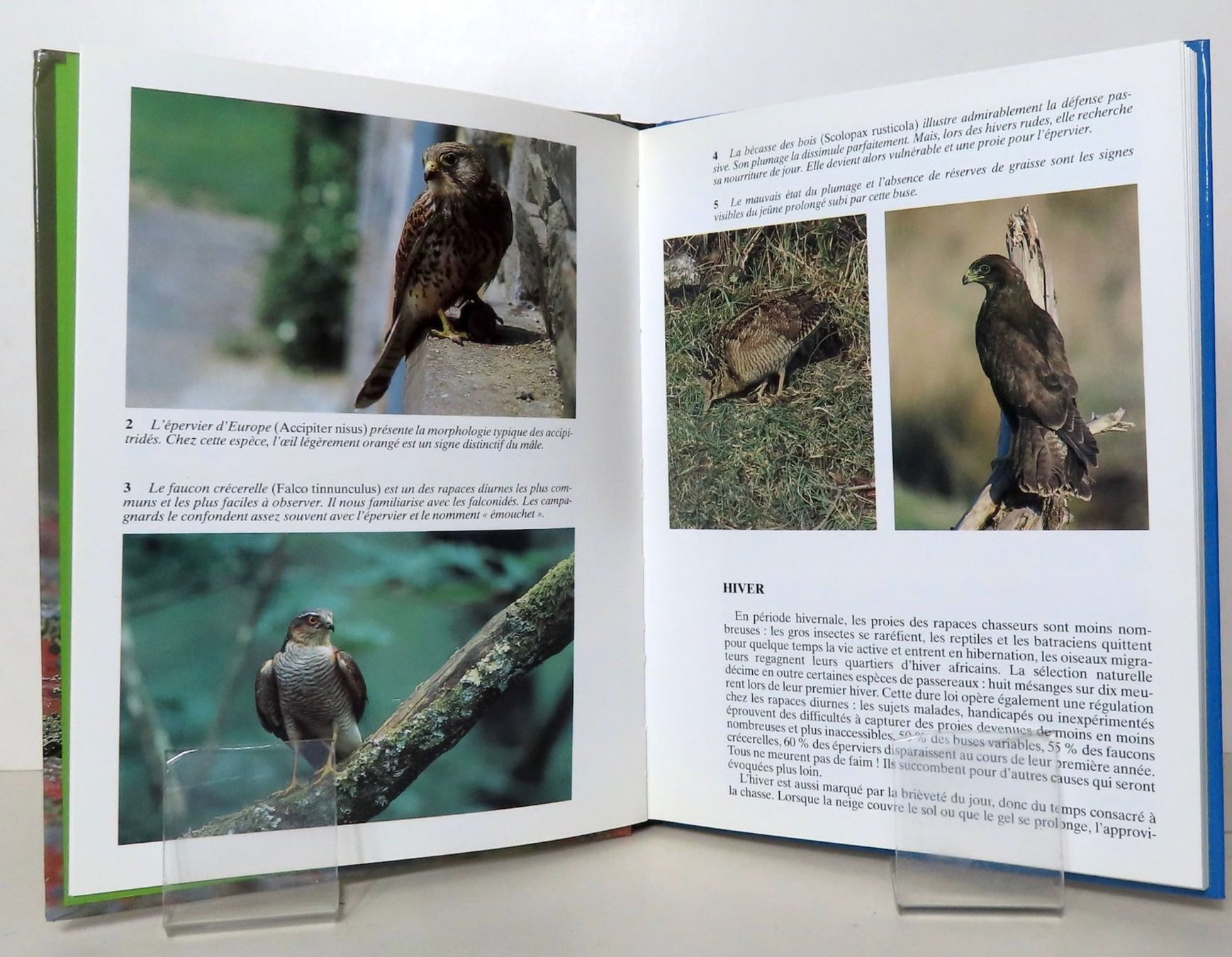 Bücher: Faucons, buse variable, épervier d'Europe et autres rapaces – Gebraucht aus Le Locle von LibrairieLaBergerie 1