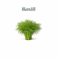 Blattdill